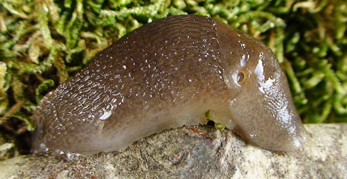 Limax dell''alta Valnerina (AP)